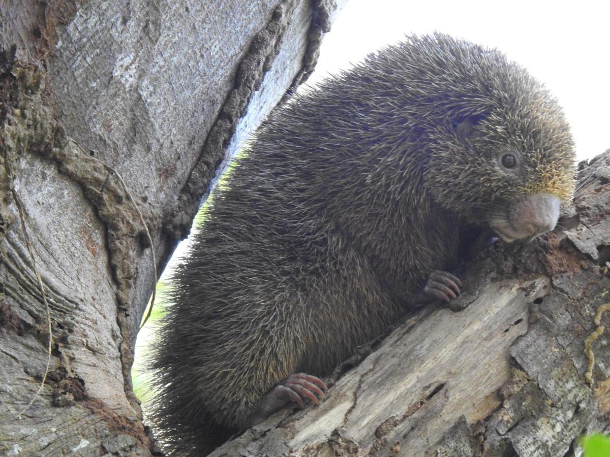 Arua Observacao De Vida Silvestre Praia do Forte Dış mekan fotoğraf
