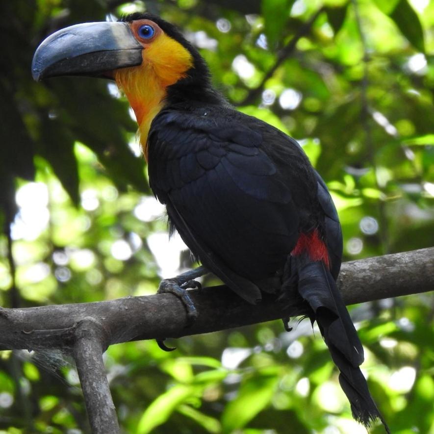 Arua Observacao De Vida Silvestre Praia do Forte Dış mekan fotoğraf
